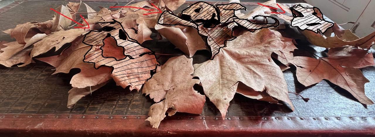 Leaves with outlined forms