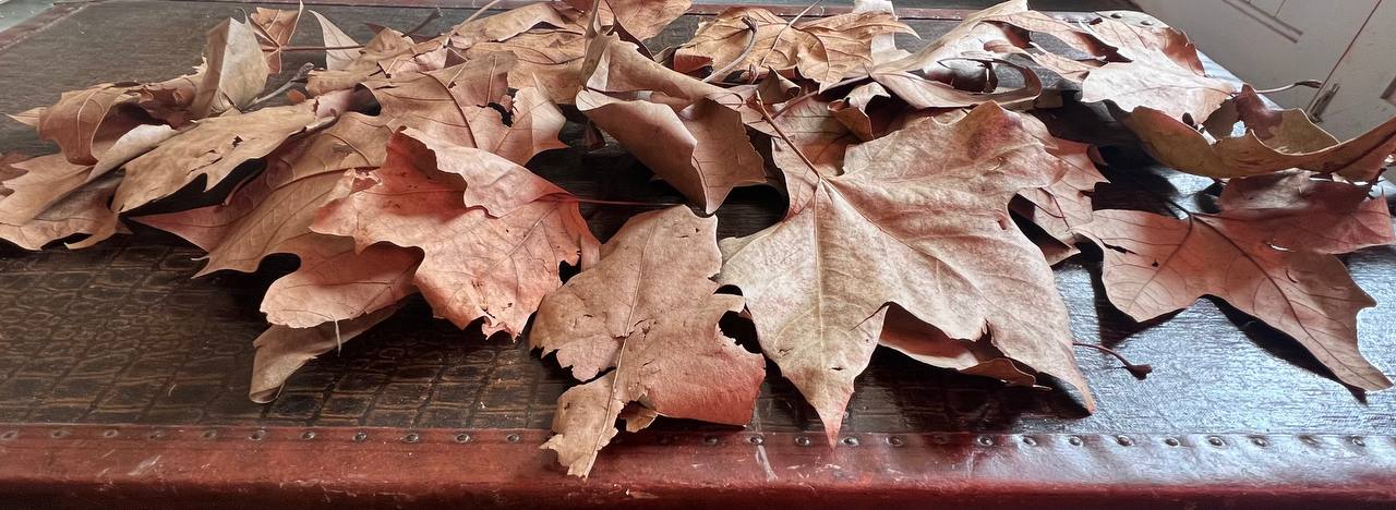 Leaves in the blue zone