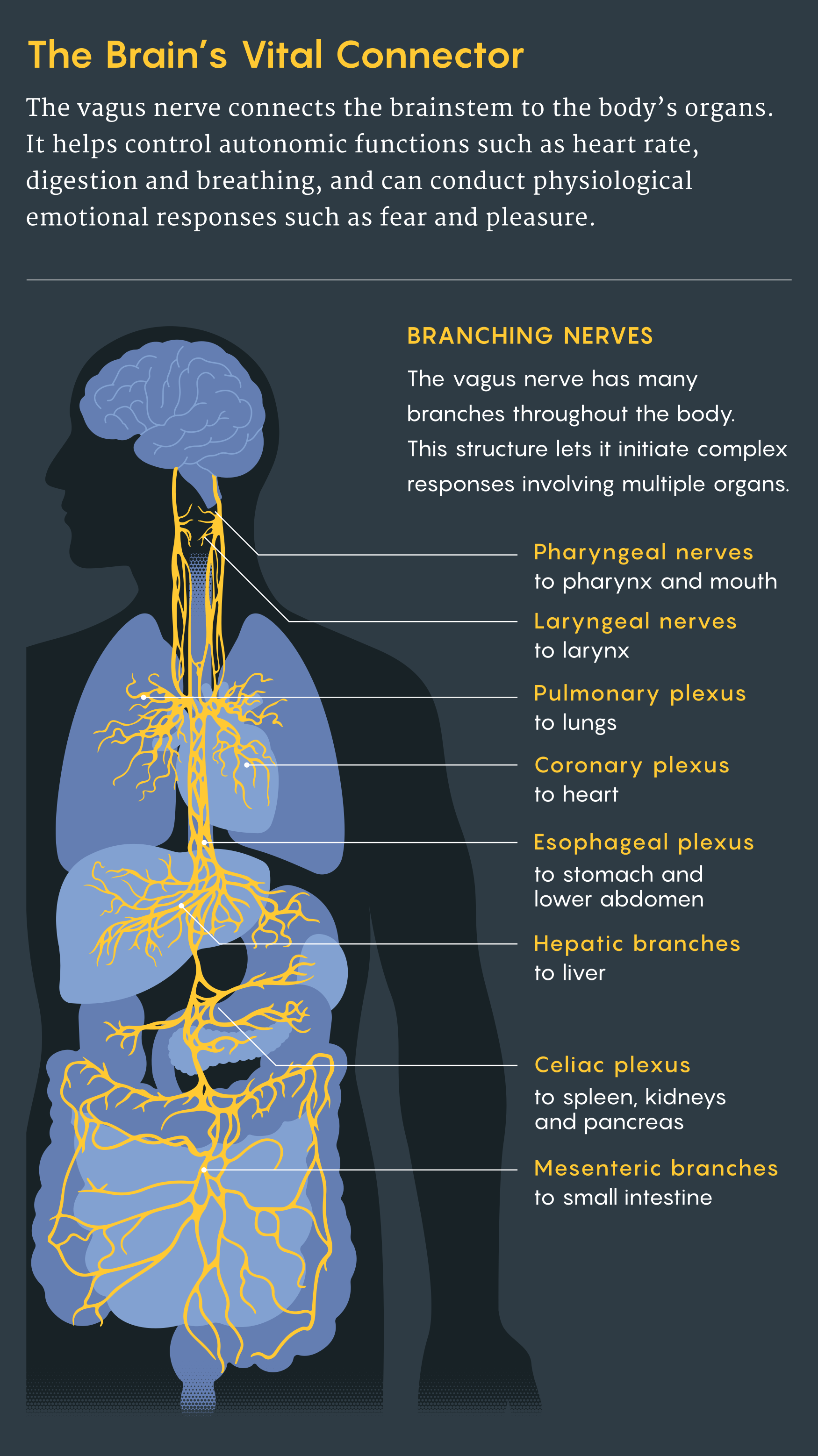 vagus nerve
