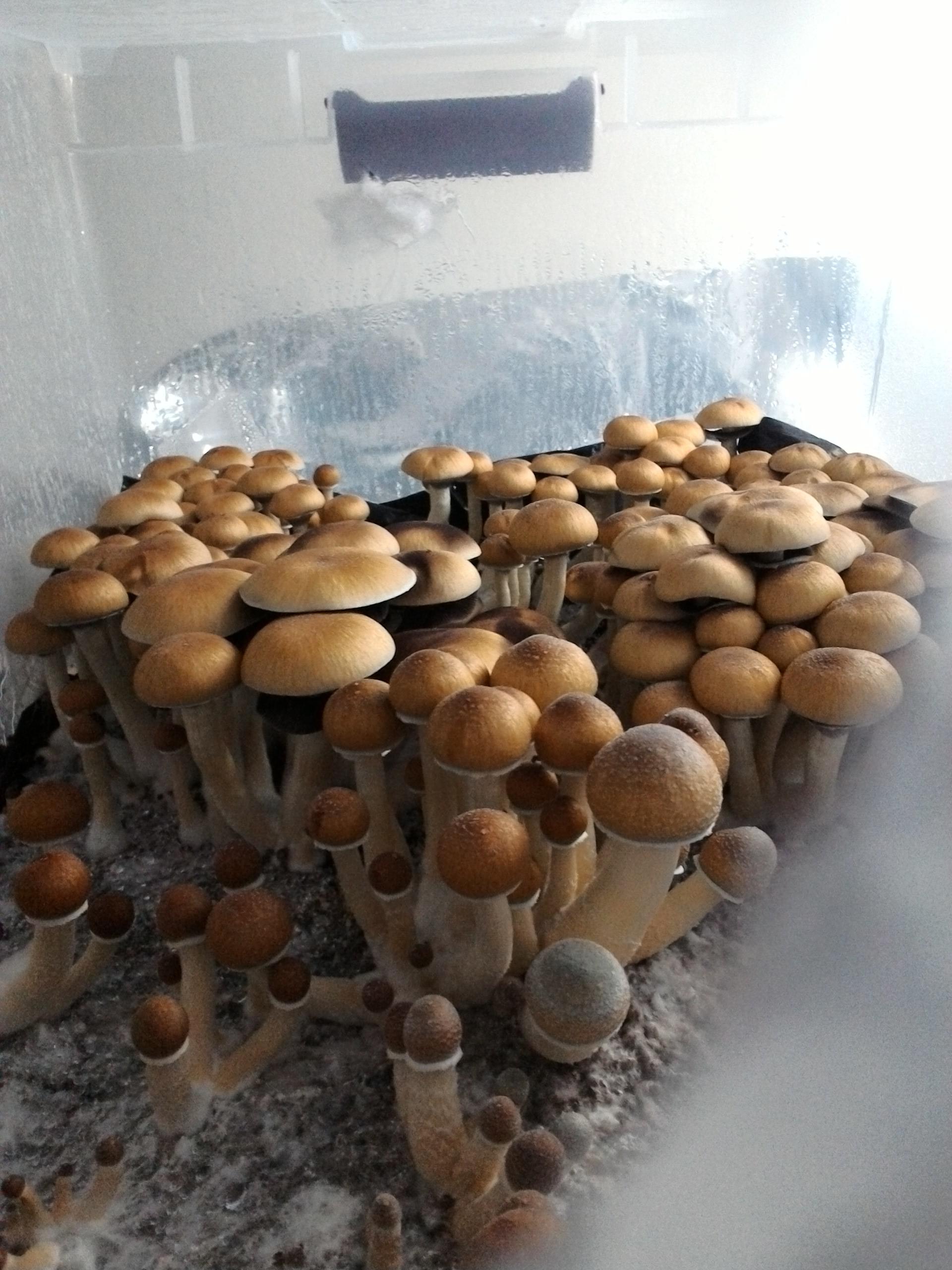 My favorite SACRED plant medicine. They have helped me more than any other medicine, just my experience.