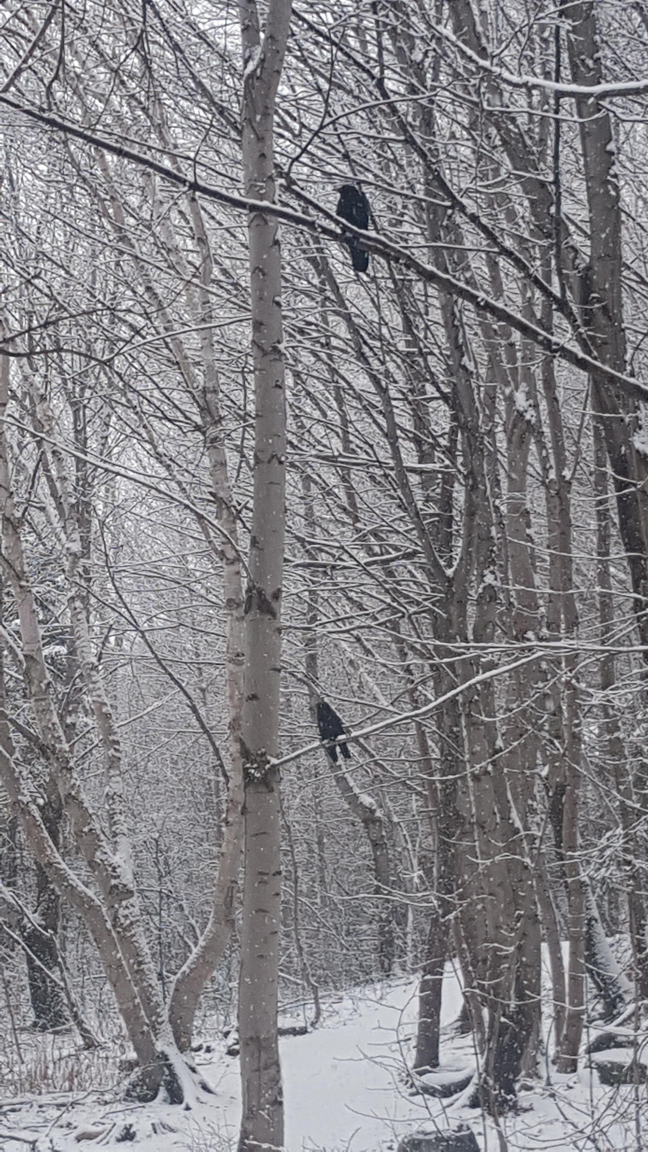 I missed my friends so much because I coudn't walk this trail due to a broken foot for over a month. I could feel the trees lighting up to see me as much as I was excited to see them! As soon as the crows saw me coming all three came flying for treats. Shamanism only feels lonely when we close off.