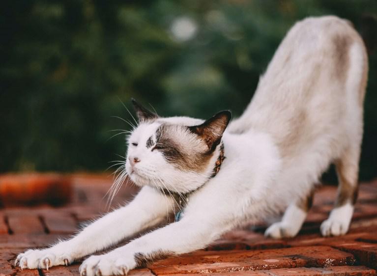 How Cats and Don Juan Redeploy Energy