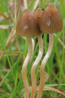 Liberty Cap from  https:\/\/en.wikipedia.org\/wiki\/Psilocybe_semilanceata