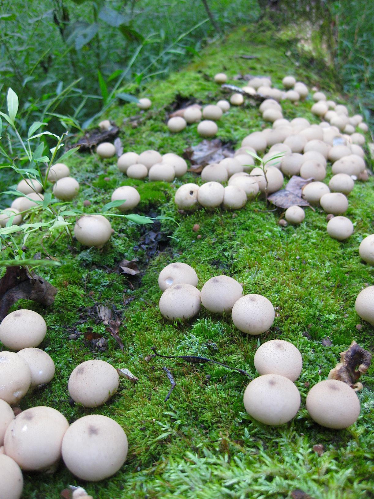 Close, but they were slimier