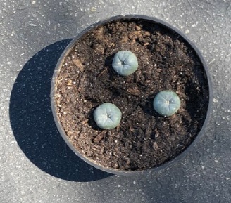Cholita came from the Peyote Fields near Mexico City