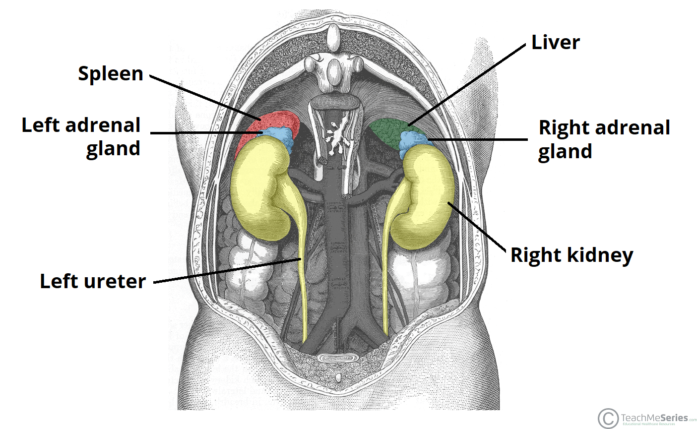 Adrenals & Kidneys Positions