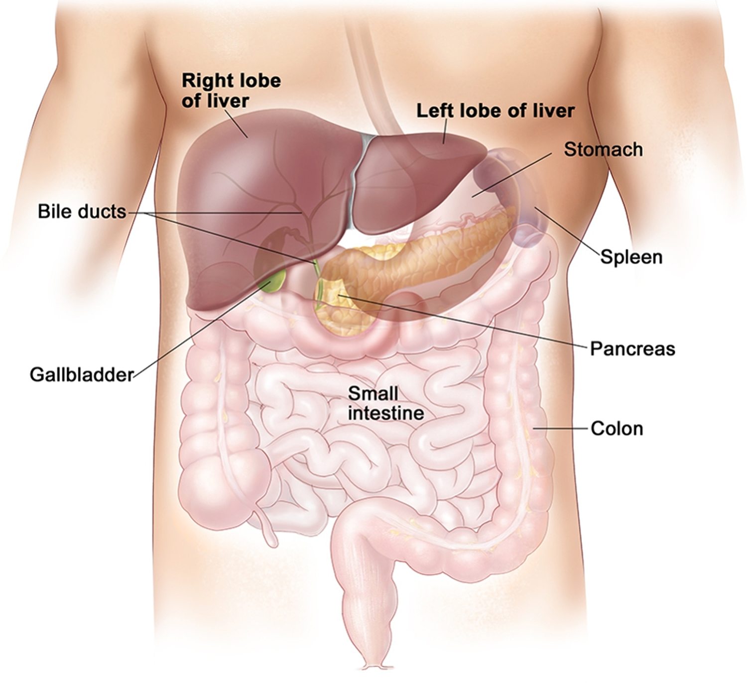 Liver & Pancreas/Spleen Positions