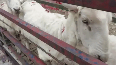 the actual destination